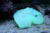 Brain Coral.JPG