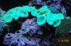 Candycane Coral.JPG
