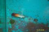 Firefish.JPG
