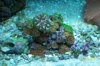 Fungia Among Zoas.JPG