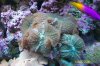 Fuzzy Shrooms.JPG