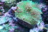 FuzzyGreen Shroom.JPG