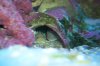 Pink Spot Goby.JPG