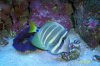 Sailfin.JPG