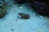 Small Frag of Acan.JPG