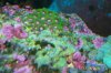 Zoas.JPG