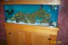 70 Gallon Aggressive.JPG