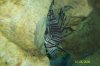 LionFish.JPG