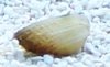 Mystery clam 2.jpg