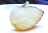 Mystery bivalve 2.jpg