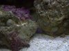 Ball Sponges.jpg