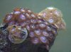 Various Zoanthids.jpg