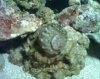 pinchy.jpg