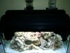 new reef 006.jpg
