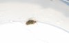 mystery-worm-magnified.jpg