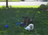 coco and lily 2].jpg