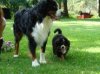 atticus and odin.jpg