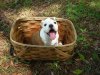 RosieBasket.JPG