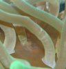 anemone 1.jpg