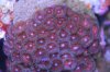 PURPLE ZOAS.jpg
