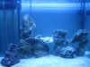 latest aquascaping.jpg