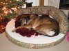 coco sleeping.jpg