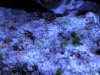 grassalgae.jpg
