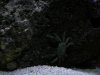 Emerald Crab.jpg
