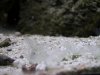 Field of Feathers.jpg