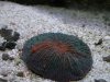 Fungia Feeding.jpg