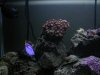 Tang and Zoas.jpg