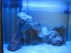 New aquascaping with lights on.jpg