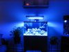 Tank shelf 1-17-10 086.jpg