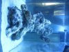 lastest aquascaping done sideview.jpg