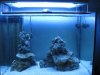 latest  aquascaping done.jpg
