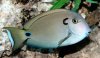 LieutenantSurgeonfishWMTa_C1458.jpg