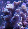 IMG_0851.JPG