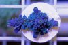 Acropora Macrostoma 1.21.10.jpg