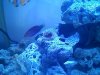fishtank1.jpg