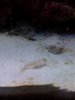 Diamond Goby6.jpg