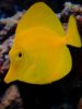 Yellow Tang 4.jpg