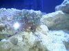 frogspawn.jpg