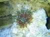 frogspawn1.jpg