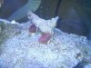 redshroom.jpg