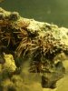 nudi.jpg