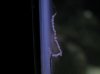 DSCN4568.jpg