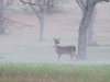 Deer in fog.JPG