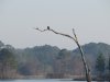 Eagle on Tree.JPG