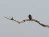 Eagle on tree 2.JPG
