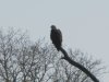 2nd Eagle.JPG